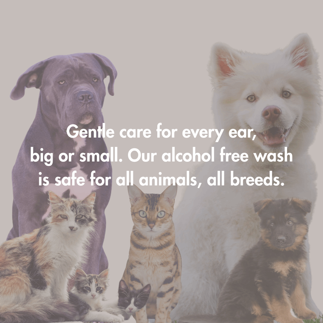 Every Ear Wash