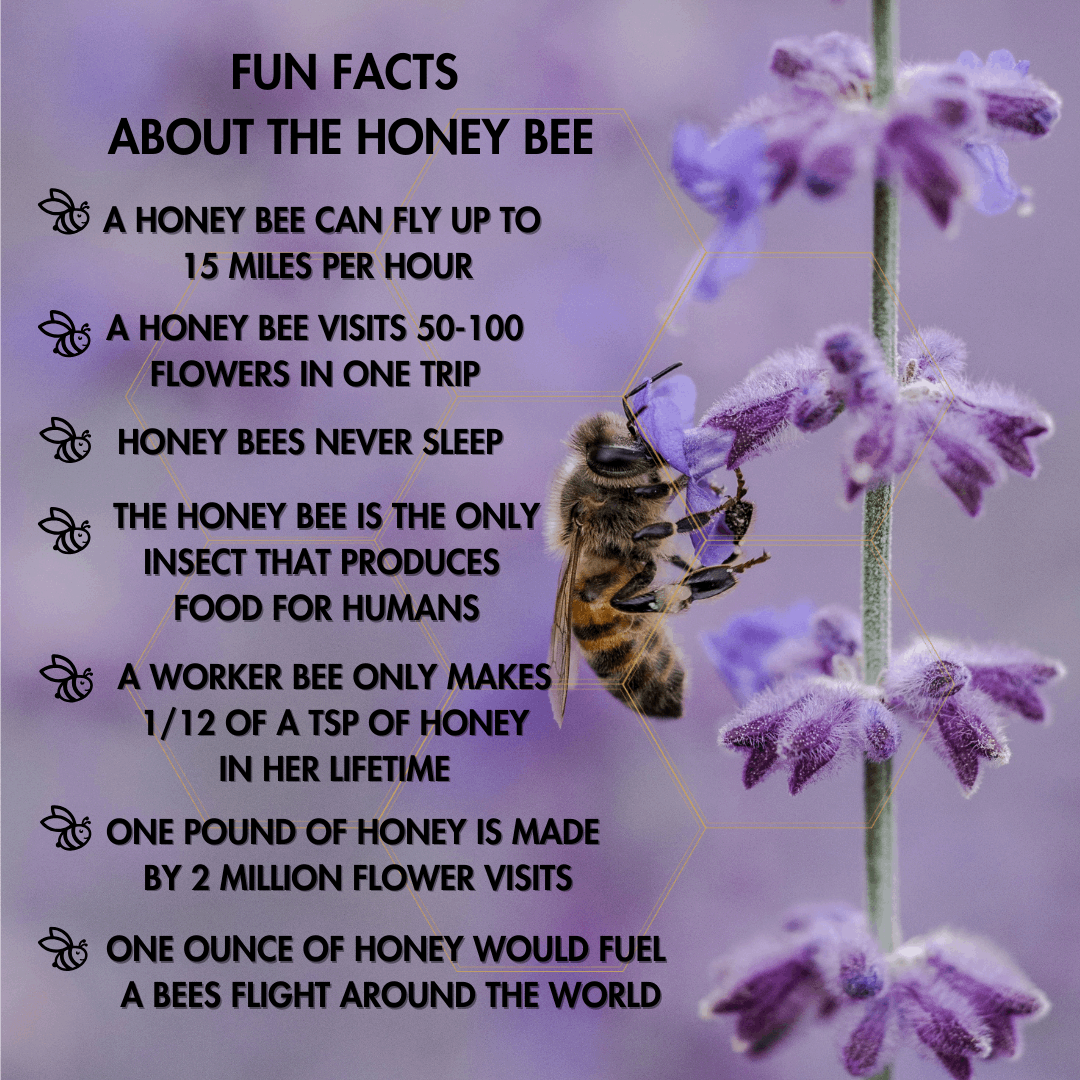 Honey For Hounds