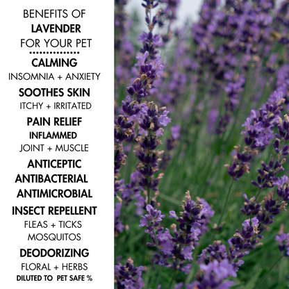 Lavender + Chamomile Conditioner