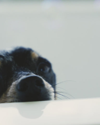 Scent Free Shampoo & Conditioner Set